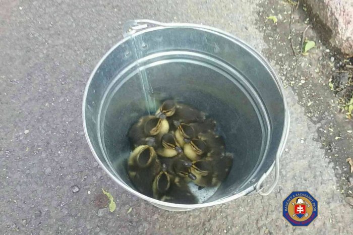 Ilustračný obrázok k článku KURIÓZNY zásah hasičov: Pri železničnej stanici ratovali UVIAZNUTÉ kačičky, FOTO