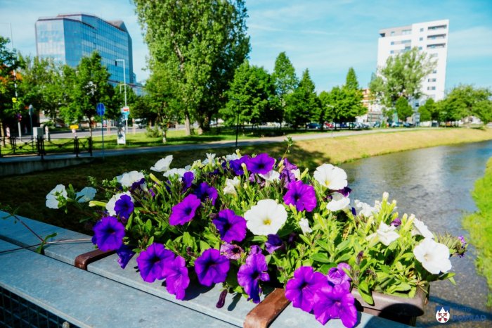 Ilustračný obrázok k článku Poprad nádherne skrášlili letničky: Mesto apeluje na ľudí, aby ich nevykrádali a neničili