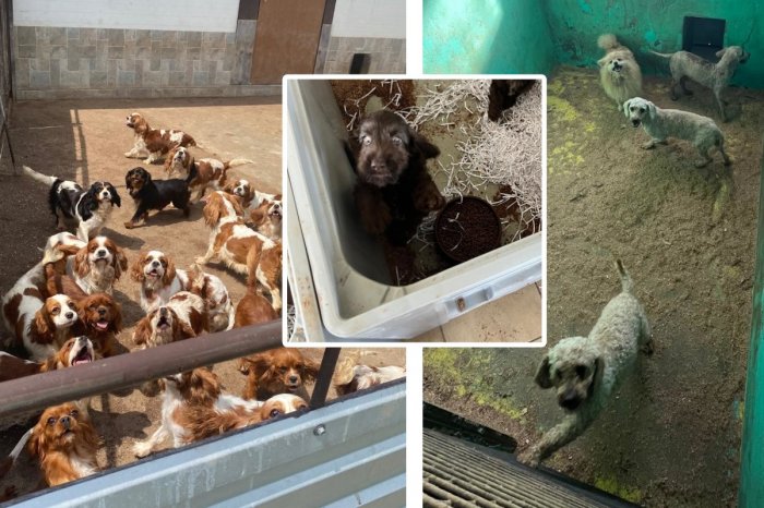 Ilustračný obrázok k článku Odhalili NAJVÄČŠÍ nelegálny chov v histórii Slovenska! Policajti našli vyše 850 psov