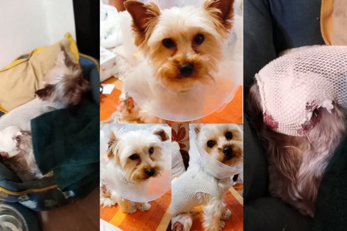 Ilustračný obrázok k článku Zranený FÉLIX bojuje! Majiteľka ÚTOČIACEHO psa mlčí: Prípad rieši polícia