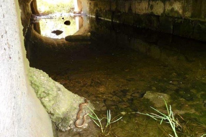 Ilustračný obrázok k článku Cestárov OHROZUJÚ nielen vodiči: Občas čelia aj HADOM, ako sú pripravení na MEDVEĎOV? FOTO