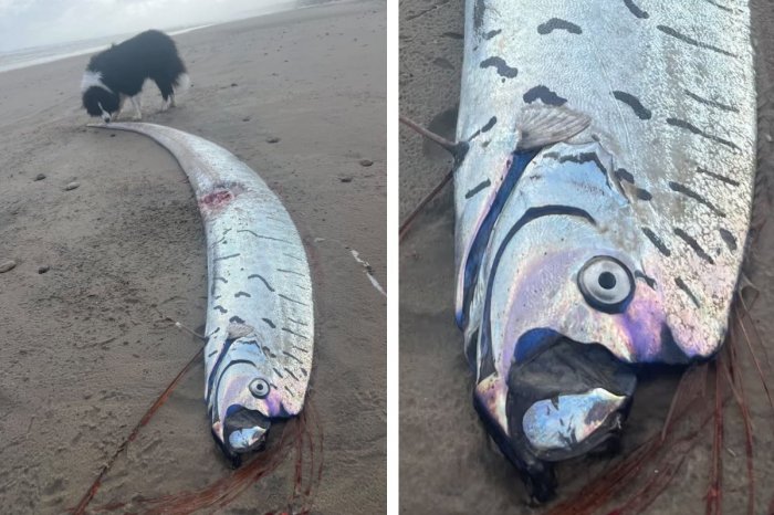 Ilustračný obrázok k článku Na pláž vyplavilo záhadného tvora: Ryba SÚDNEHO dňa je vraj predzvesťou KATASTROFY