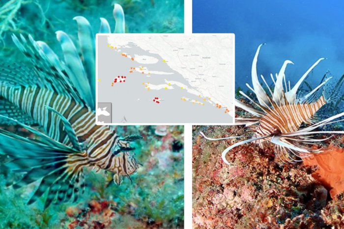 Ilustračný obrázok k článku Dovolenkári, POZOR! V Jadrane sa udomácnila JEDOVATÁ ryba + MAPA výskytu