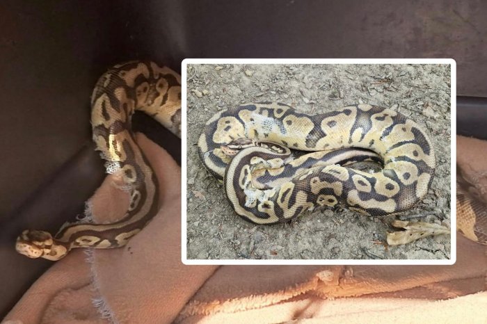 Ilustračný obrázok k článku Chorvát našiel uprostred mesta PYTÓNA: Žiadny stres! ŠUP s ním do tašky