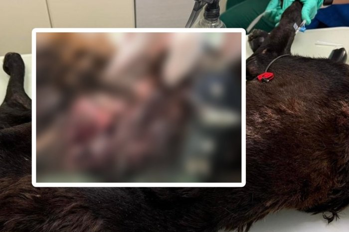 Ilustračný obrázok k článku OHAVNÝ prípad zo Slovenska: Muž UTÝRAL svojho psa! Nechal ho ZOŽRAŤ larvami