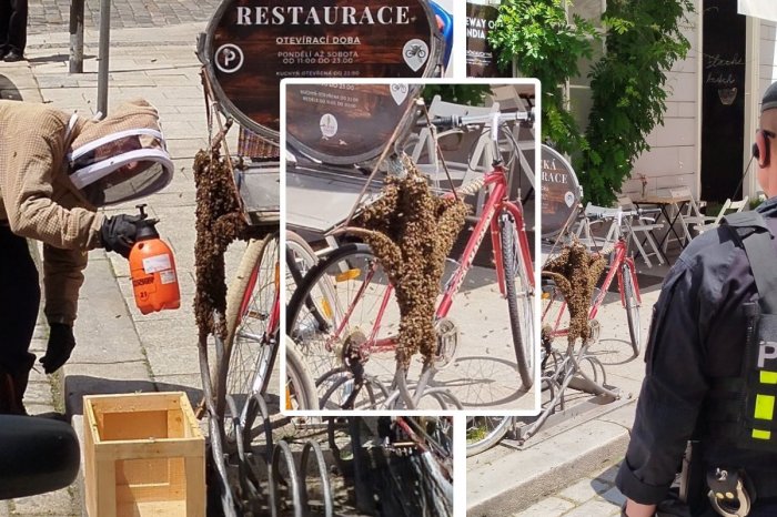 Ilustračný obrázok k článku ŠOK pred reštauráciou: Toto zažiť NECHCETE! Cyklista našiel bicykel obalený ROJOM včiel