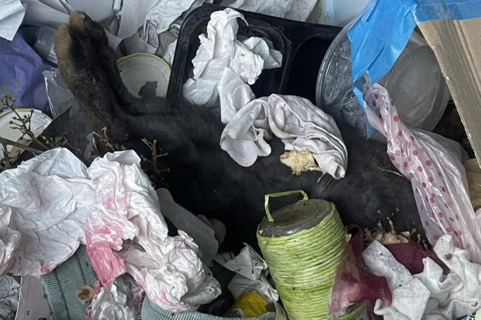 Ilustračný obrázok k článku HYENIZMUS! Domáci miláčik skončil medzi ODPADKAMI!