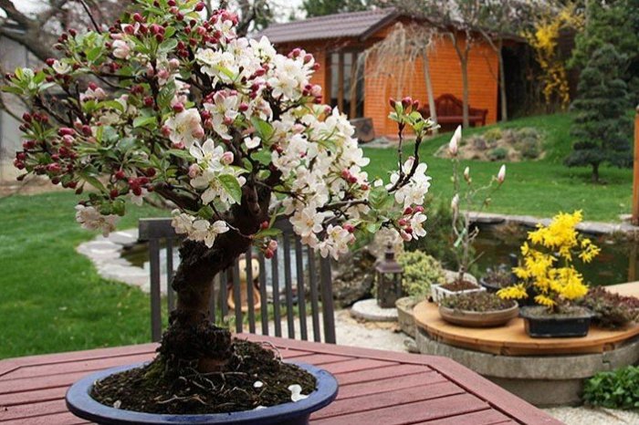 Ilustračný obrázok k článku Milovníci BONSAJOV sa stretnú v Nitre: Čaká ich JUBILEJNÝ ročník