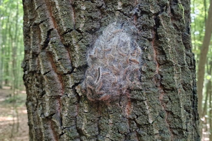 Ilustračný obrázok k článku V lesoch číha NEBEZPEČENSTVO pre ľudí: Stačí kontakt a HROZIA vám VÁŽNE následky