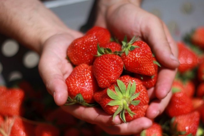 Ilustračný obrázok k článku Niekde poslednýkrát, inde čakajú na dozretie: Na východe ešte je možnosť SAMOZBERU jahôd