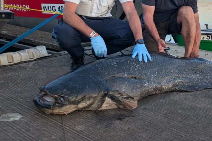 Ilustračný obrázok k článku HRÔZA v jazere! Obrovský agresívny sumec DOHRÝZOL 5 ľudí: Museli ho ZASTRELIŤ