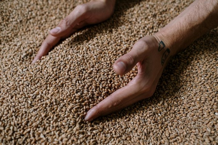 Ilustračný obrázok k článku Neuveriteľný úspech! Trnavský slad získal chránené označenie pôvodu