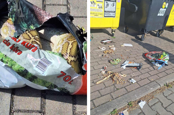 Ilustračný obrázok k článku HOROROVÝ nález: Pri kontajneroch ležali DESIATKY mŕtvych hadov!