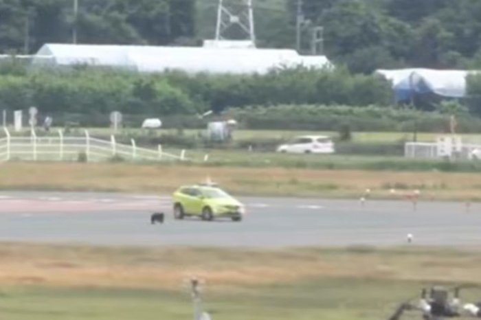 Ilustračný obrázok k článku VIDEO Pre MEDVEĎA potulujúceho sa po štartovacej dráhe museli uzavrieť letisko a RUŠIŤ lety