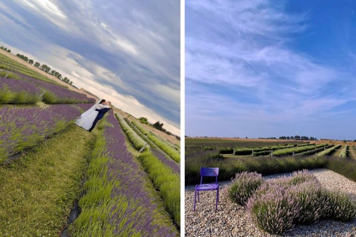 Ilustračný obrázok k článku Kus Provensálska na východe: Fialové polia sú hitom, levanduľové farmy lákajú na ZBERY
