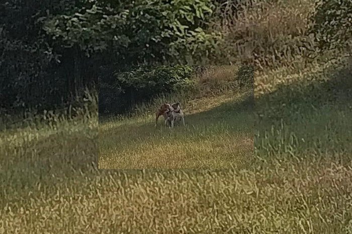 Ilustračný obrázok k článku PSI zaútočili na dve ženy: Jednej zabili domáceho MILÁČIKA a ZRANILI ju!