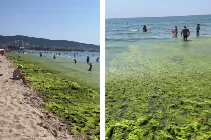 Ilustračný obrázok k článku ŠOK dovolenkárov v Bulharsku: Ak sa chceli okúpať, museli sa po kolená brodiť riasami