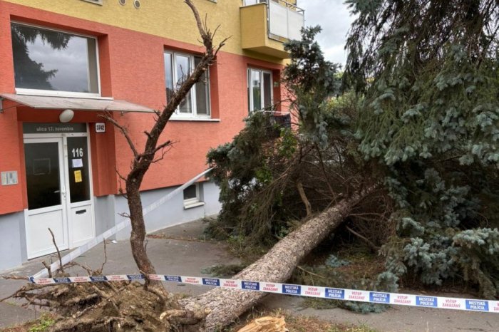 Ilustračný obrázok k článku Prešov 3 dni po silnej búrke: Dreviny padali aj v stredu, radnica potrebuje dobrovoľníkov
