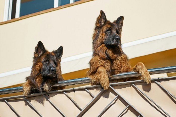 Ilustračný obrázok k článku Mesto UPOZORNILO psíčkarov: Voľne pustené psy OHROZUJÚ doručovateľov aj okolidúcich