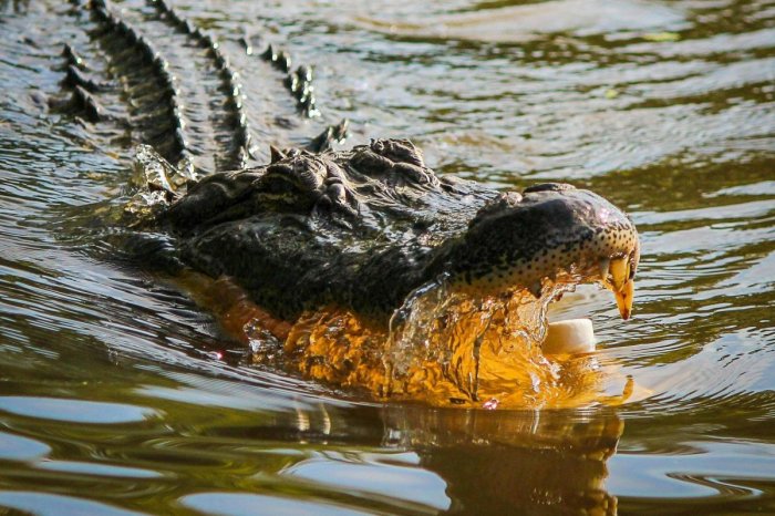 Ilustračný obrázok k článku Tínedžerka prežila útok ALIGÁTORA! Udierala som ho do hlavy, opísala boj o ŽIVOT