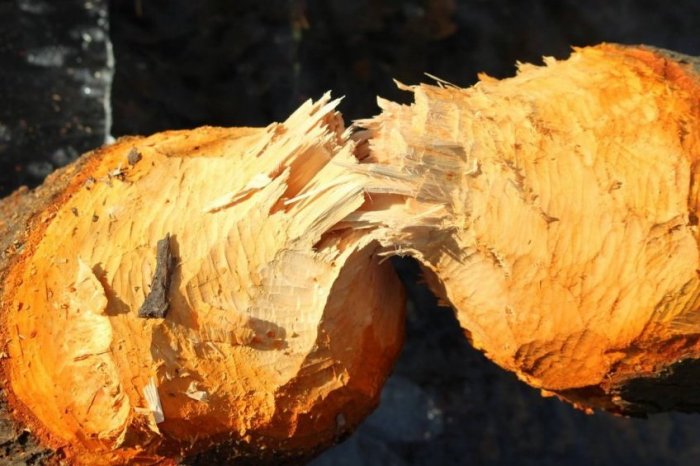 Ilustračný obrázok k článku Nitriansky park opäť pustošia BOBRY: Len vlani spravili škody za 16-TISÍC eur