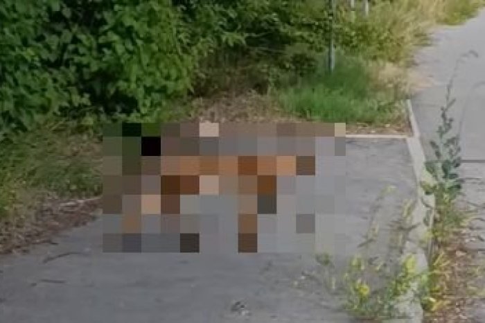 Ilustračný obrázok k článku Juraj sa podelil o VZÁCNY moment: Cestu mu skrížil TVOR, akého stretne len málokto, VIDEO