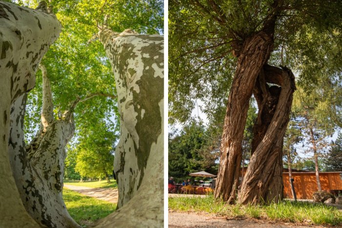 Ilustračný obrázok k článku Hľadá sa Strom roka 2025: Trnavský kraj má hneď DVOCH zástupcov! Dáte im HLAS?