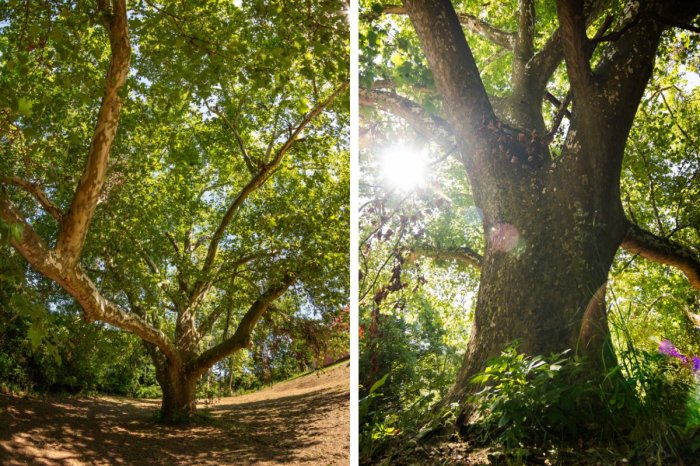 Ilustračný obrázok k článku Hľadá sa Strom roka 2025: Svojho zástupcu má aj Nitriansky kraj! Dáte mu HLAS?