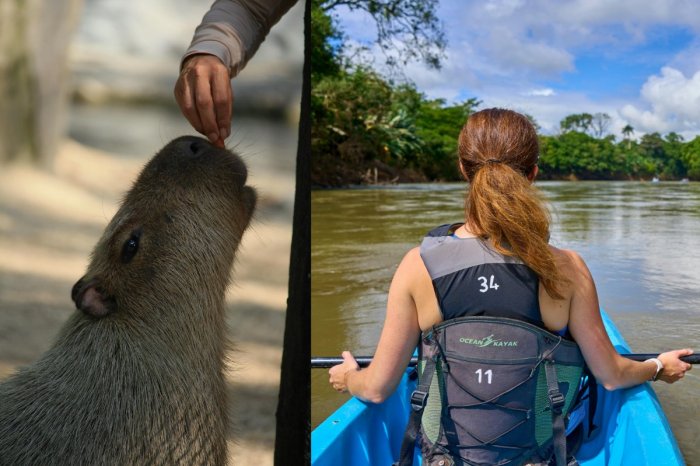 Ilustračný obrázok k článku Vodákov čakalo PREKVAPENIE: Na Hrone uvideli KAPYBARU, najväčšieho hlodavca na svete