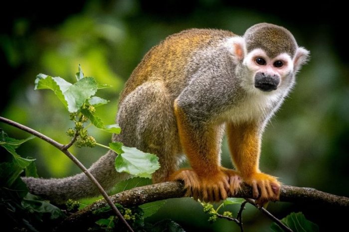 Ilustračný obrázok k článku SMUTNÁ smrť opičky v ZOO: Návštevník ju otrávil ČOKOLÁDOU, polícia hľadá svedkov