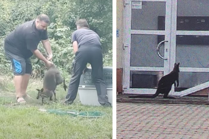 Ilustračný obrázok k článku KURIOZITA DŇA: Ľudia si mohli oči vyočiť! V uliciach mesta poskakoval KLOKAN