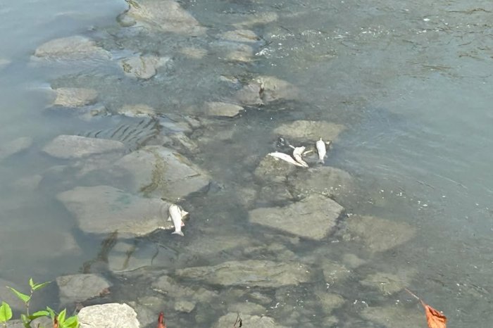 Ilustračný obrázok k článku Čo sa na mieste mohlo udiať? Prešovčanov šokoval masívny úhyn rýb v Toryse