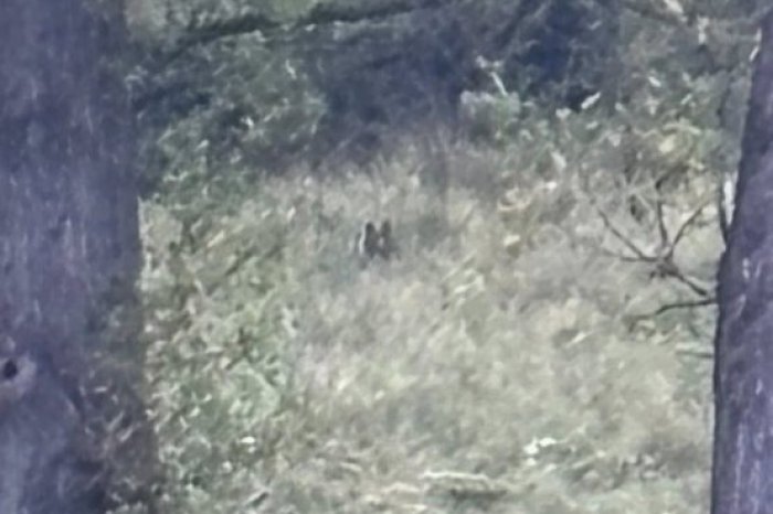 Ilustračný obrázok k článku Samanta zažila nečakané PREKVAPENIE: MEDVEĎA nafotila priamo z balkóna, FOTO