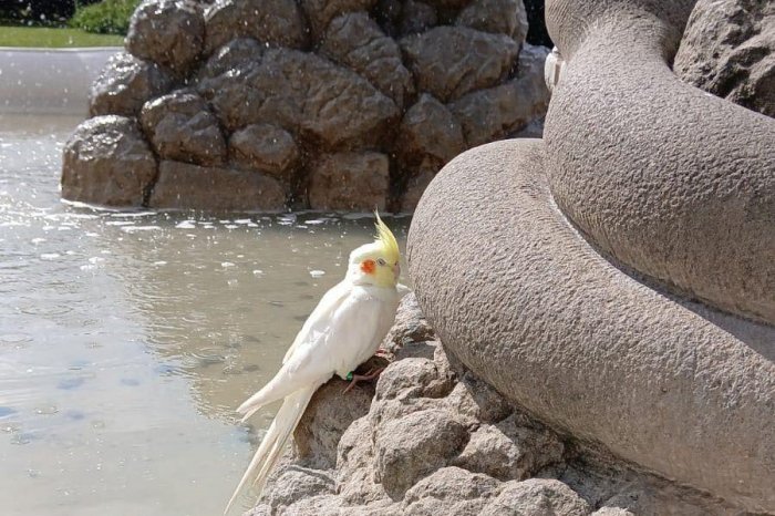 Ilustračný obrázok k článku Komu v Prešove ušiel vták? Ľudia hľadajú majiteľa papagája, ktorý lietal po Hlavnej ulici