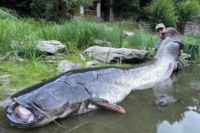 Ilustračný obrázok k článku SEN každého rybára: V Česku chytili REKORDNE veľkého sumca! Takého OBRA ste ešte nevideli