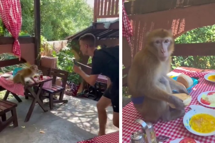 Ilustračný obrázok k článku ŠOK v reštaurácii pri Jadrane: Nečakaný návštevník! Do podniku vtrhla OPICA, VIDEO