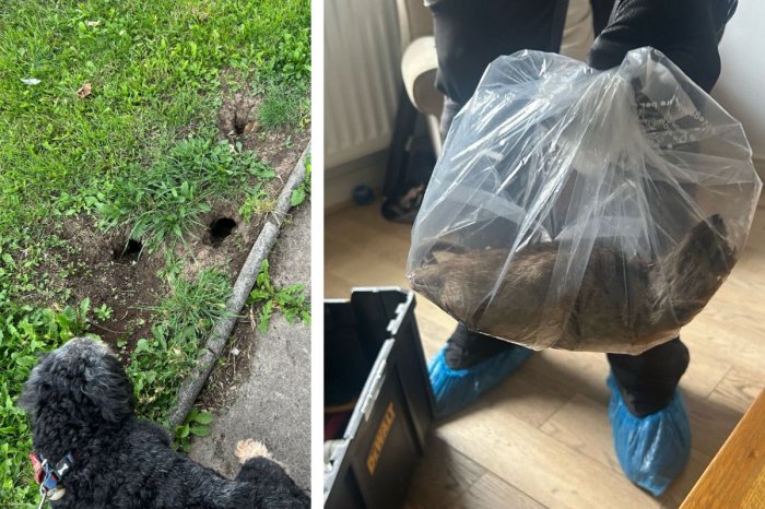 Ilustračný obrázok k článku Chytili GIGANTICKÉHO potkana: FUJ! Bol veľký ako PES