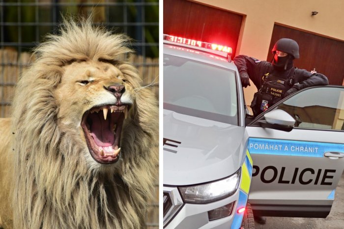 Ilustračný obrázok k článku HOROR pri Prahe: Z výbehu UTIEKOL lev a napadol ošetrovateľa! Policajti šelmu ZASTRELILI