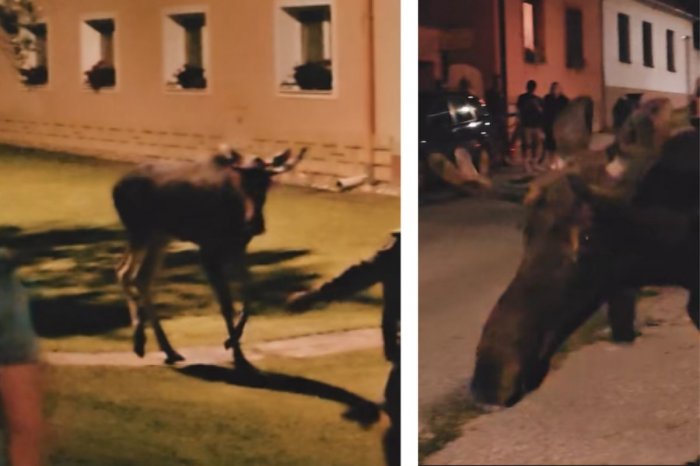 Ilustračný obrázok k článku Los Emil precestoval Česko a stal sa HITOM: Prišiel už na Slovensko! VIDEO