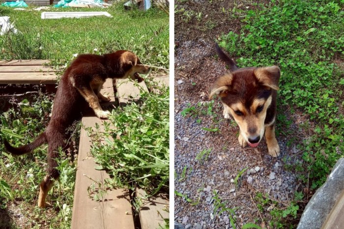 Ilustračný obrázok k článku Spoznávate ROZKOŠNÉHO psíka? Mestská polícia hľadá majiteľa malého najdúcha, FOTO