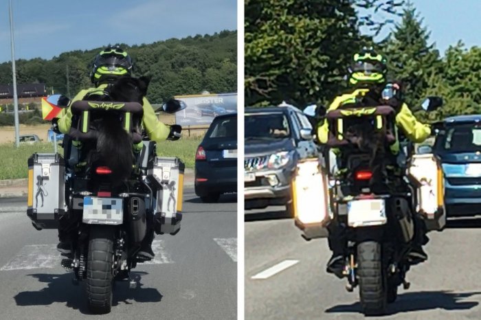Ilustračný obrázok k článku Štvornohý MOTORKÁR je HITOM internetu: Vybavený je vestou aj štýlovými okuliarmi, FOTO