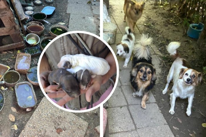 Ilustračný obrázok k článku OHAVNÝ prípad: Polícia odhalila NELEGÁLNY chov! Desiatky psov žili v OTRASNÝCH podmienkach
