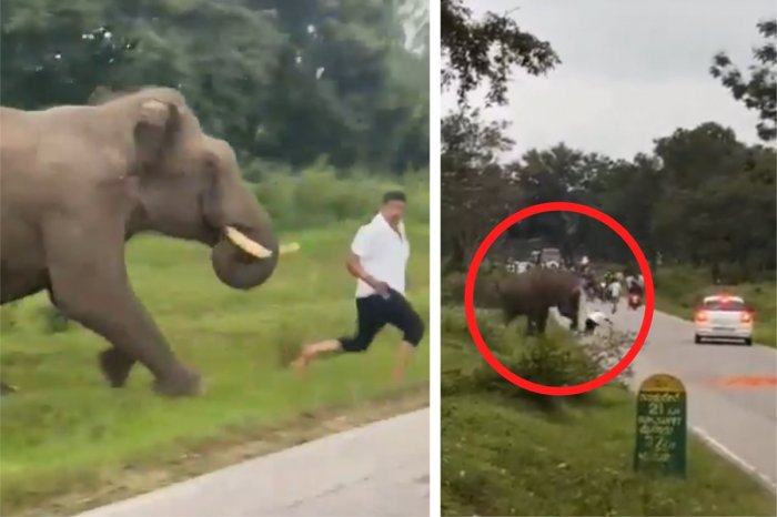 Ilustračný obrázok k článku Hrôzostrašné VIDEO: Muž si chcel spraviť selfie so slonom, zviera zaútočilo a PODUPALO ho!
