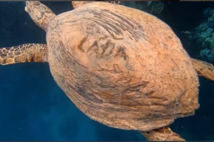 Ilustračný obrázok k článku KRUTOSŤ českého turistu v Egypte? Na pancieri korytnačky našli vyryté meno "LÁĎA"