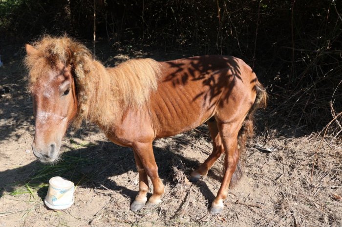 Ilustračný obrázok k článku Toto dokáže len HYENA v ľudskej koži: Muž koňa VYHLADOVAL takmer na SMRŤ