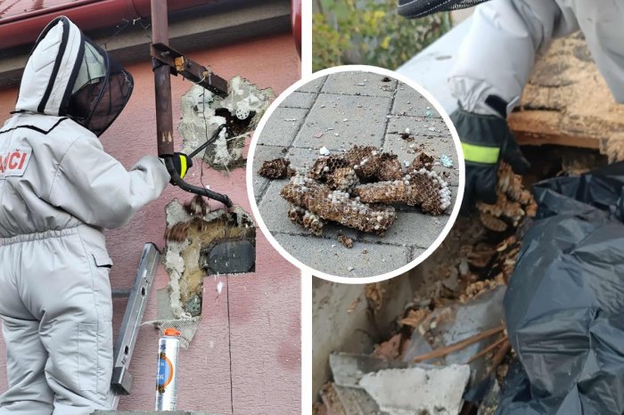 Ilustračný obrázok k článku Obce v Nitrianskom kraji bojujú so SRŠŇAMI! Hasiči vyzvali ľudí: Toto radšej NEROBTE