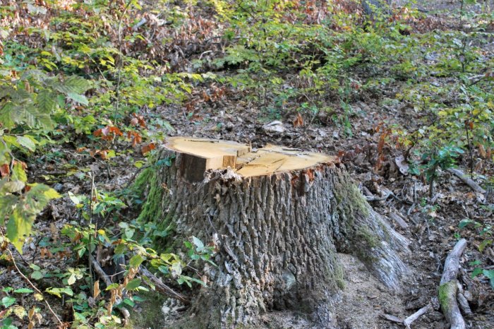 Ilustračný obrázok k článku NEPOCHOPITEĽNÝ čin muža: NELEGÁLNE mal dať VYRÚBAŤ stovky stromov, FOTO
