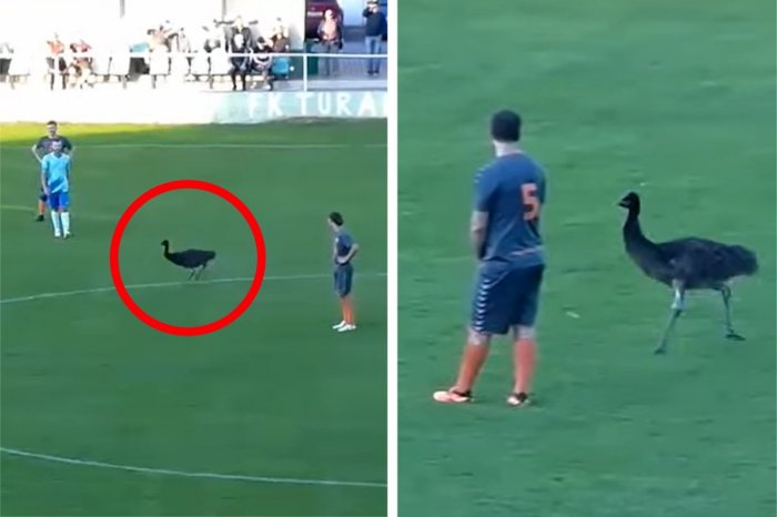 Ilustračný obrázok k článku BIZÁR v slovenskom futbale: Zápas prerušili, na ihrisku naháňali PŠTROSA! VIDEO