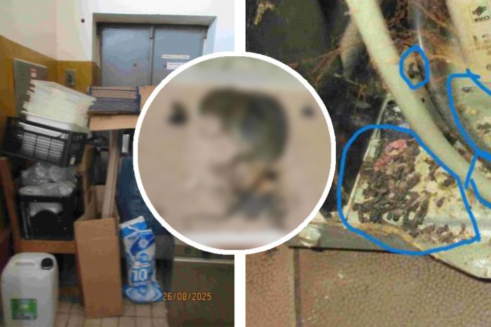 Ilustračný obrázok k článku MŔTVE hlodavce, trus a plesne! Inšpektori okamžite ZATVORILI obľúbený podnik, FOTO