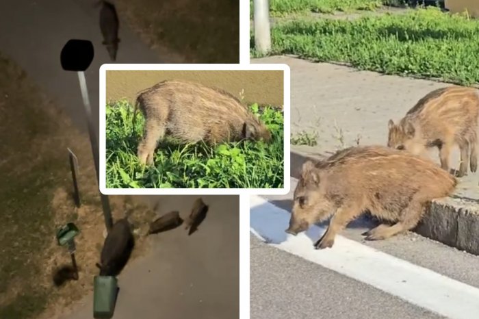 Ilustračný obrázok k článku Veľký PROBLÉM slovenského mesta: Sídlisko zaplavujú DIVIAKY! V akcii sú aj POĽOVNÍCI